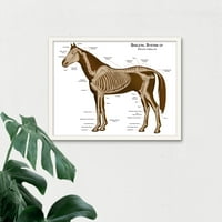 Скелетен Систем На Коњска Ветеринарна Анатомија Табела Коњски Животински Коски Илустрација Уметност Печатење Врамени Постер